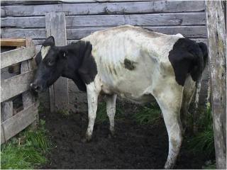 Cow with Johne's Disease